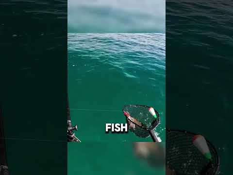 california squid fishing brail net Inku Squid Net
